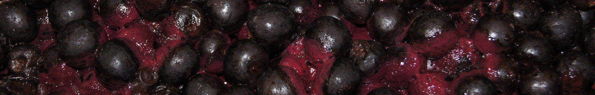 Galerie Bäume & Frucht