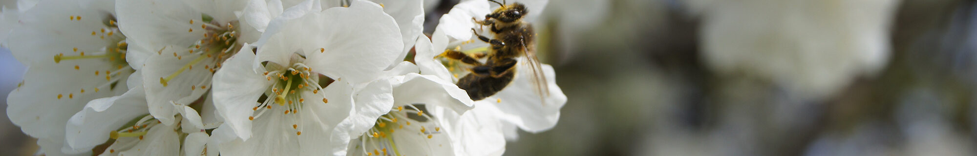 Galerie Bäume & Frucht