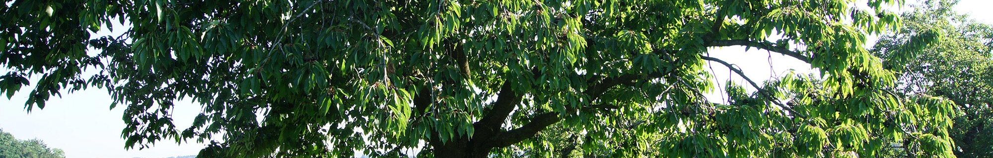 Galerie Bäume & Frucht