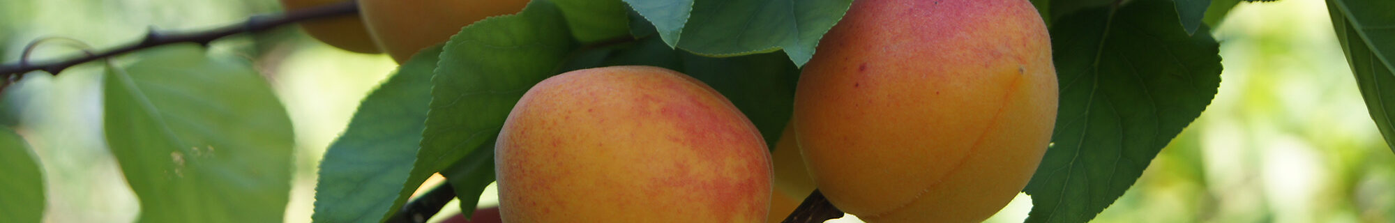 Galerie Bäume & Frucht