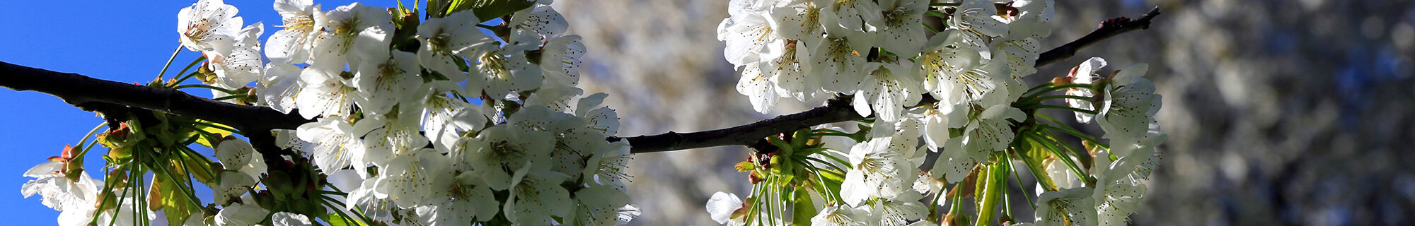 Galerie Bäume & Frucht